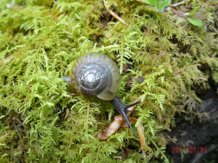 Snail on river moss, cleveland, WV