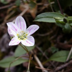 Spring Wild flower