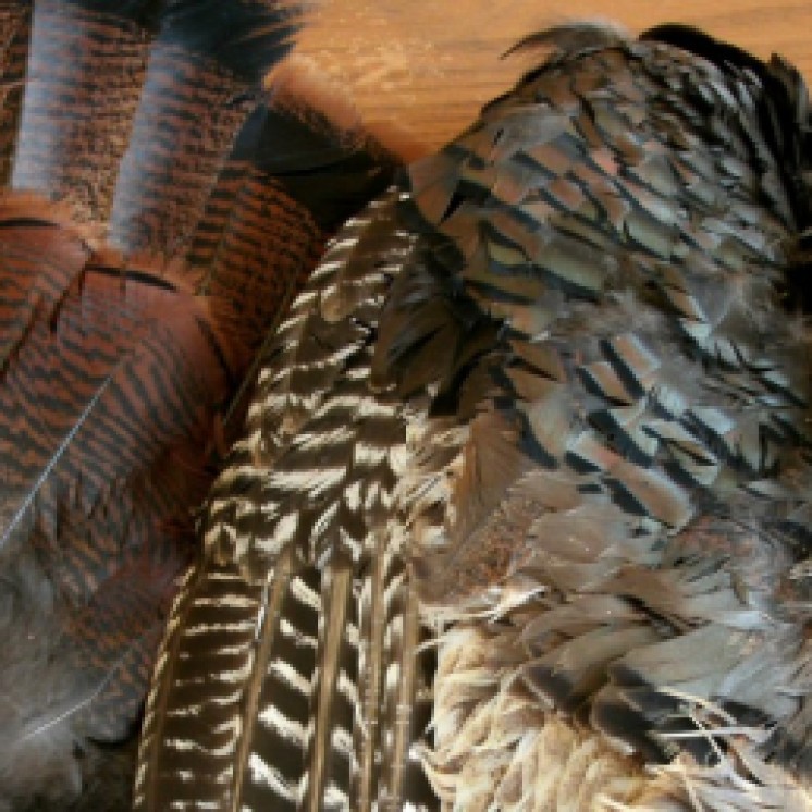 beautiful feathers from wild turkey