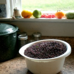 bowl of fresh Elder berries on counter
