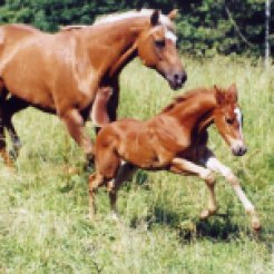 Quarter horse mare and foal... my baby "Dancer"