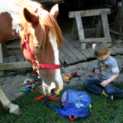 Horse smelling Christopher's toys