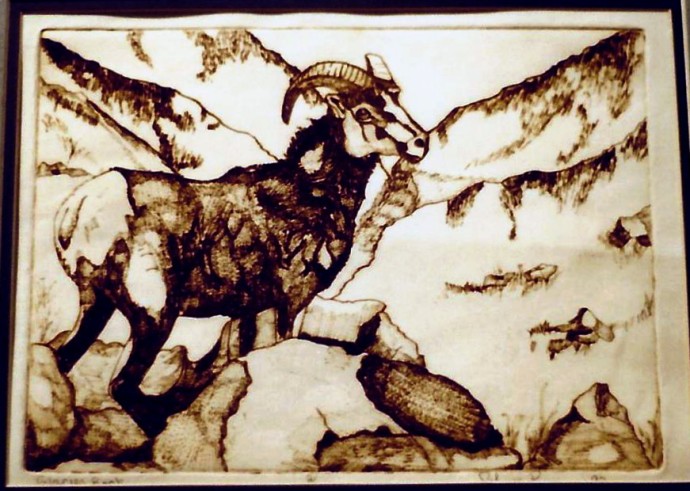 engraving of big horn sheep during last years of collage 1998
