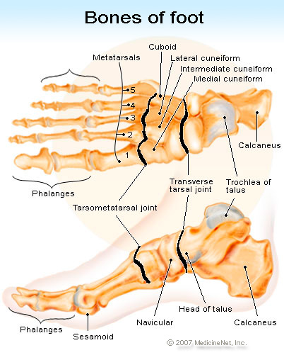 bones of the foot showing the side view of the 