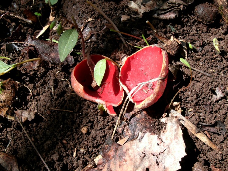 double scarltet cup mushroom