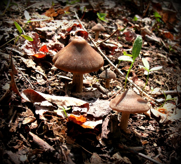 group of tiny mushrooms at the base of a Poplar tree