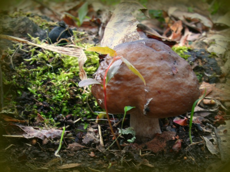 Fairy Mushroom in the woods of West Virginia
