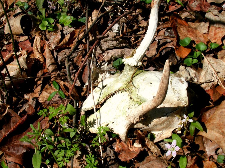 Spike buck horns in the woods of West Virginia