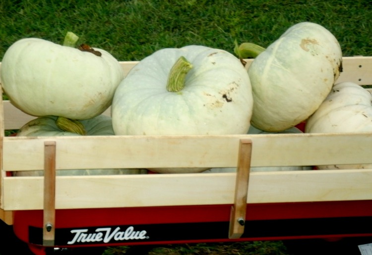a nice load of white pumpkins