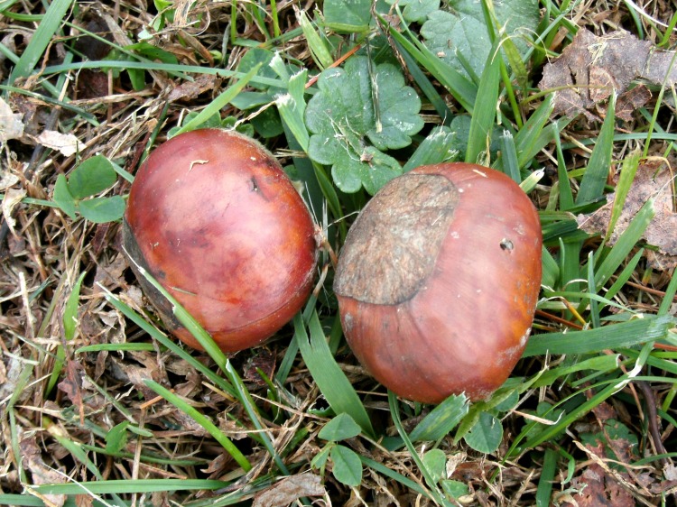 ripe chestnuts in the back yard 