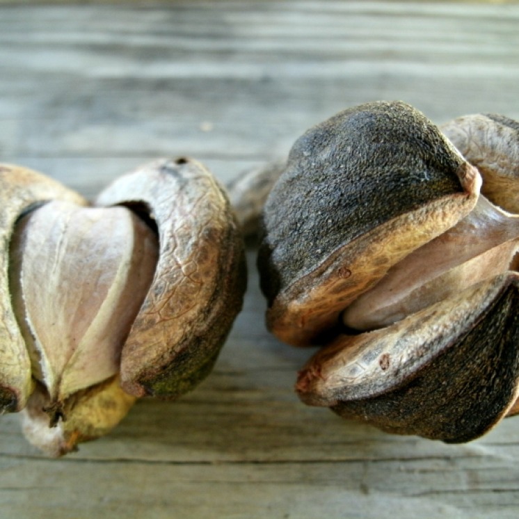 Hickory Nuts with shell
