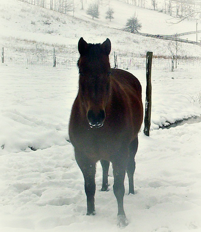 Annabell in snow at the farm in Jane Lew