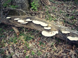 log with white shelf mushrooms